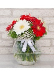 beyaz ve kırmızı gerbera