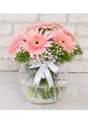aşkpembesi fanusta pembe gerbera