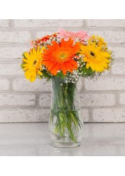 renk-cumbusu-gerbera-aranjmani-standart-boy